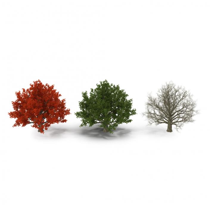 3D model Red Oak Old Tree Set